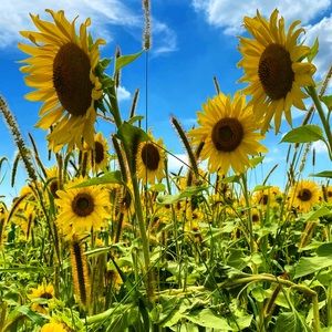 Meet your Posher, Carroll